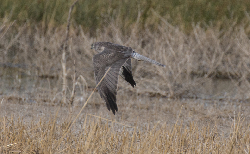 Pallid Harrier