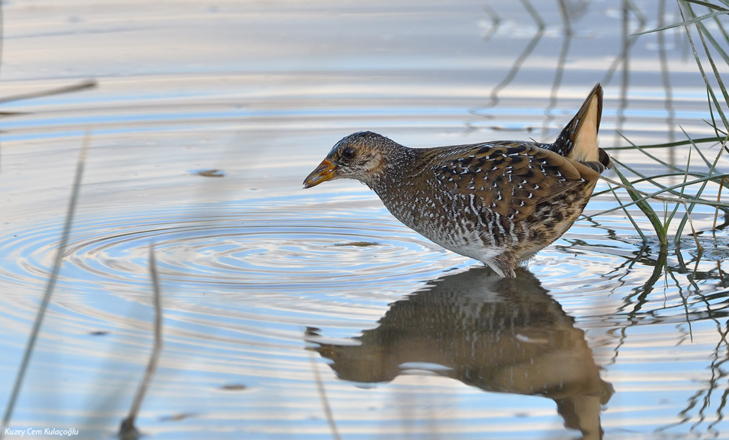 Spotted Crake