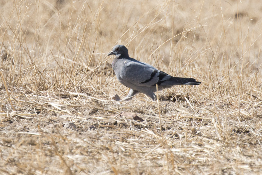 Rock Dove