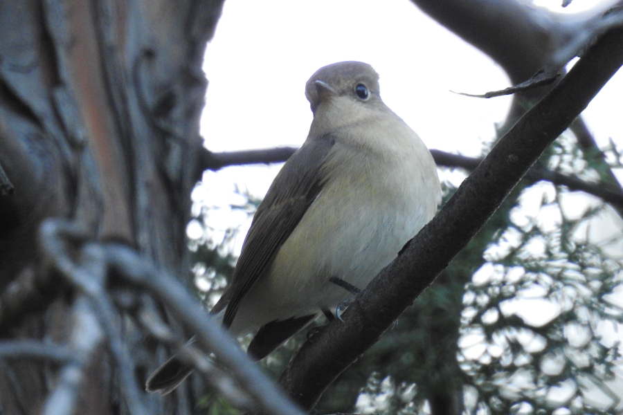 Red-breasted Flycatcher