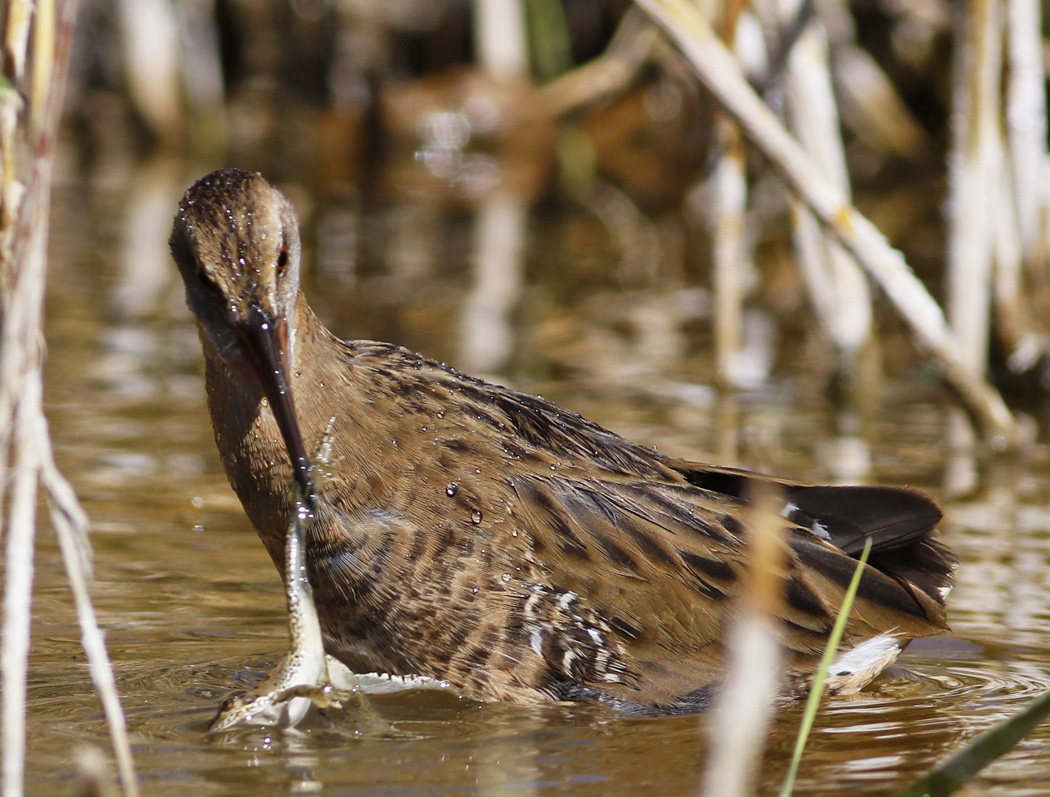Water Rail