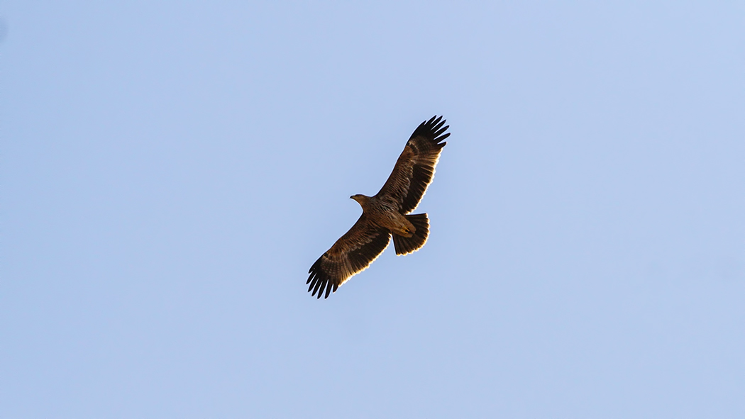 Eastern Imperial Eagle
