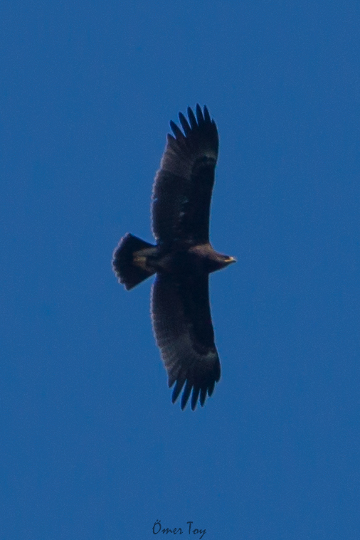 Greater Spotted Eagle