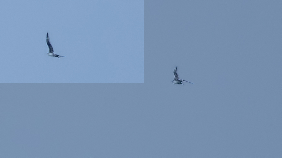 Parasitic Jaeger