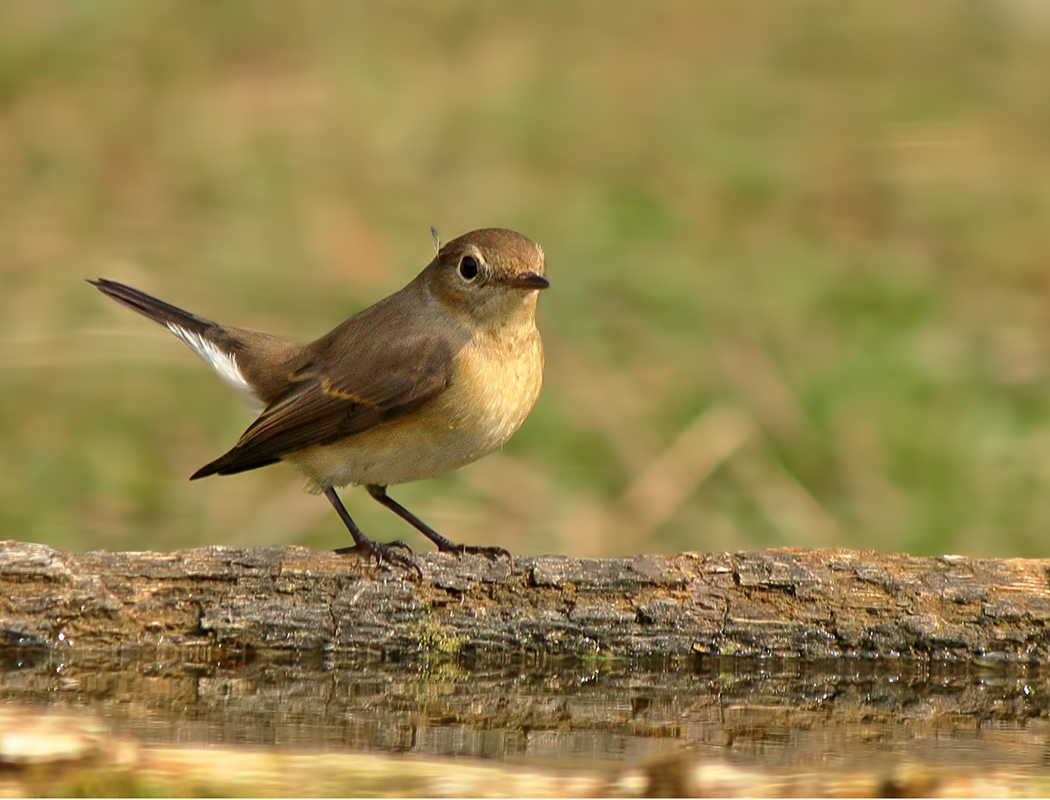 Red-breasted Flycatcher