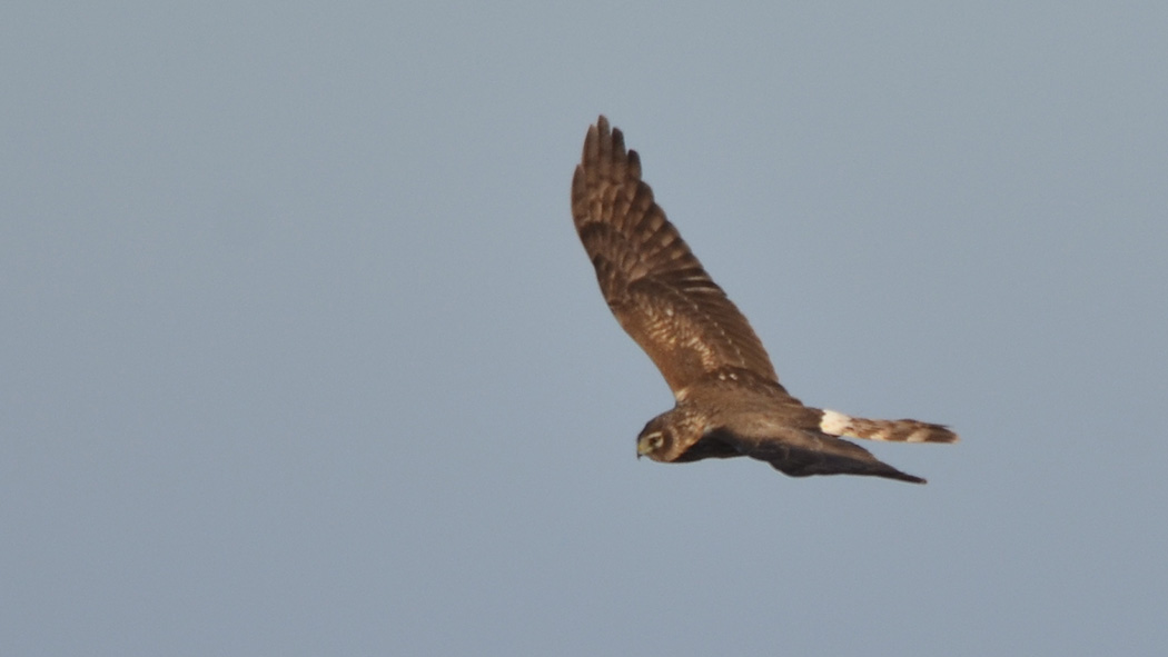 Pallid Harrier