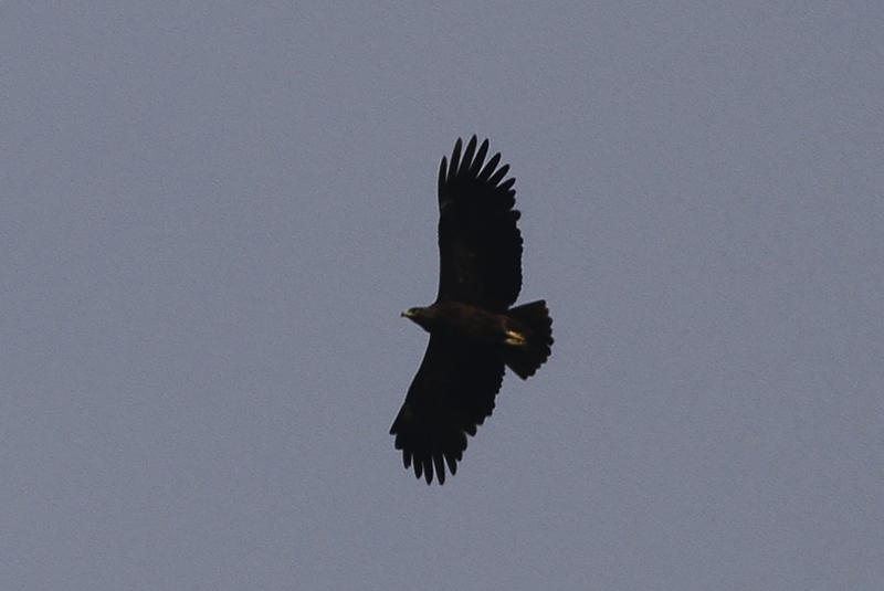 Greater Spotted Eagle
