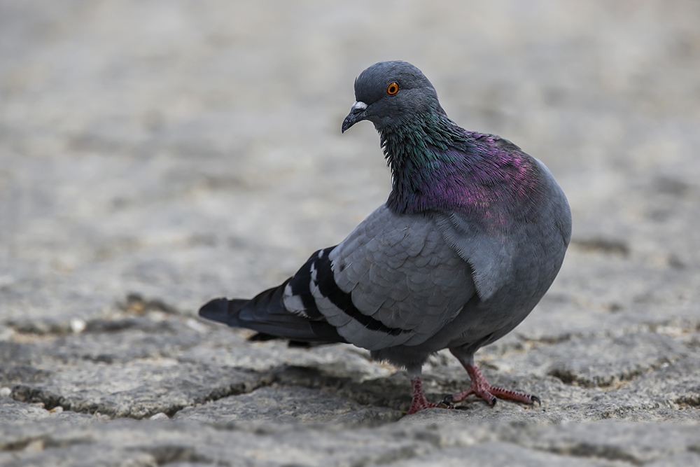 Rock Dove