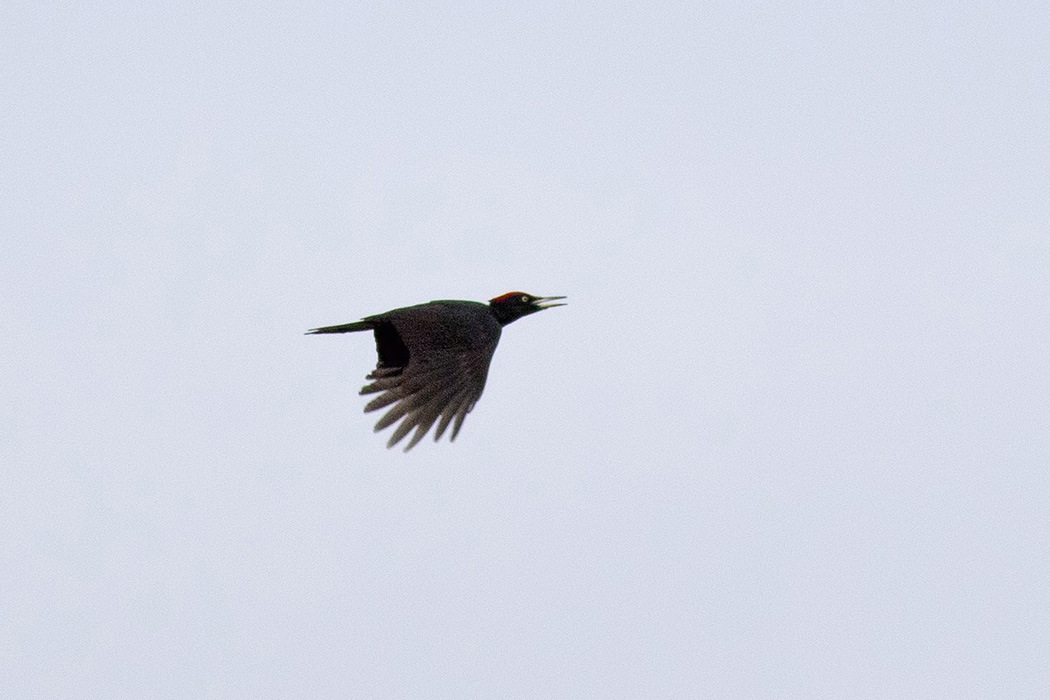 Black Woodpecker