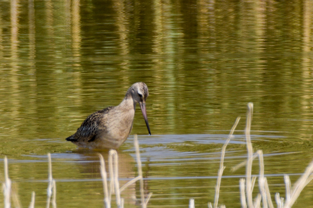 Bar-tailed Godwit