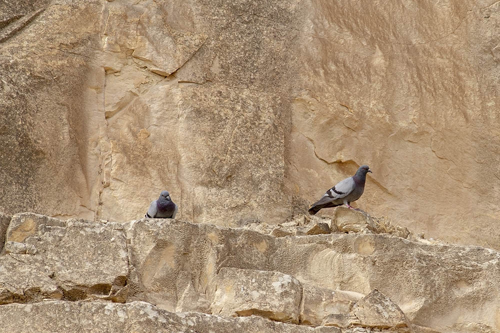 Rock Dove