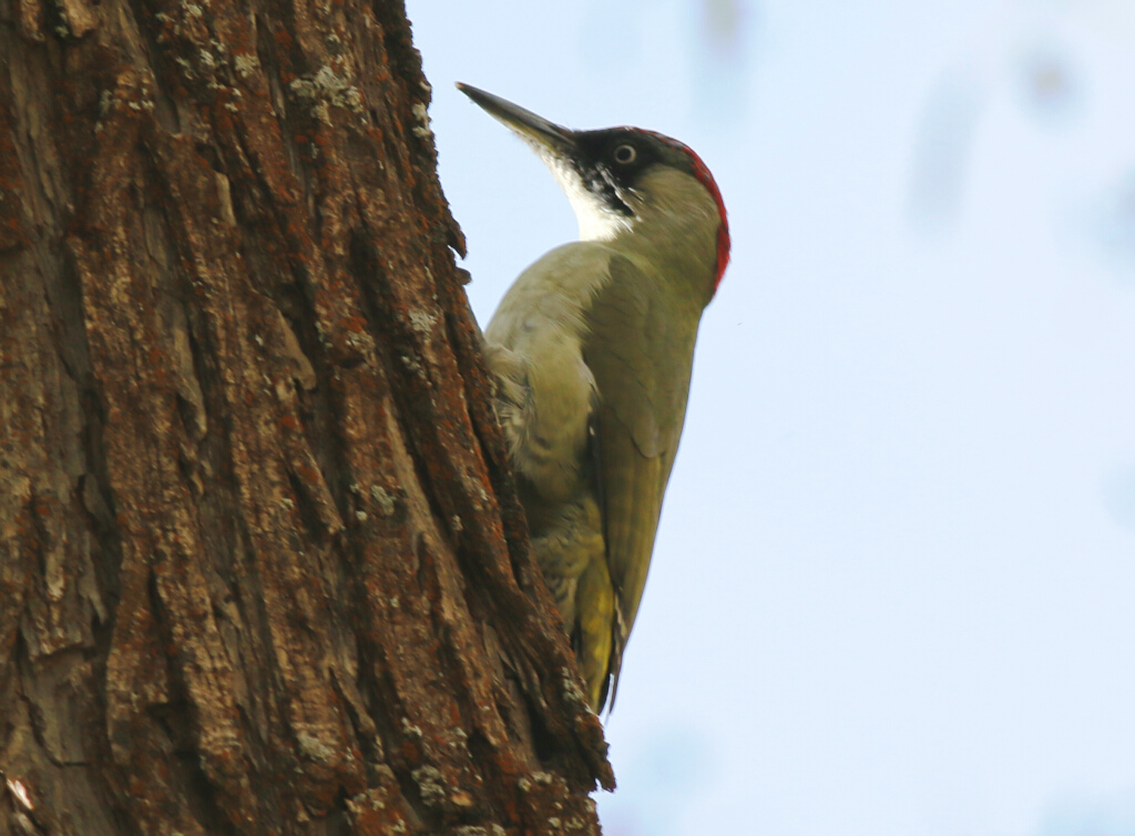 European Green Woodpecker