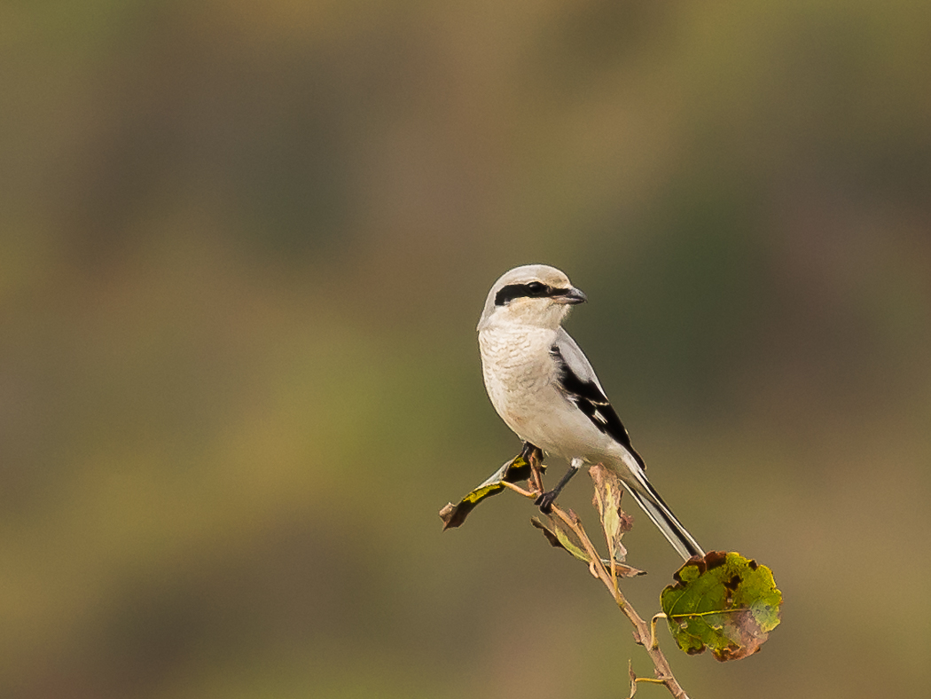 Great Grey Shrike