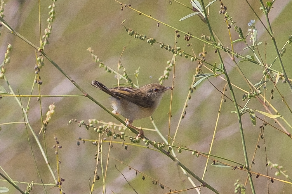 Zitting Cisticola