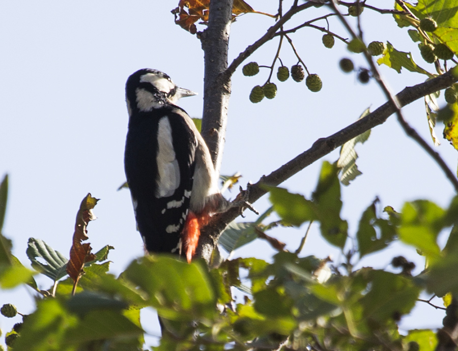 Great Spotted Woodpecker