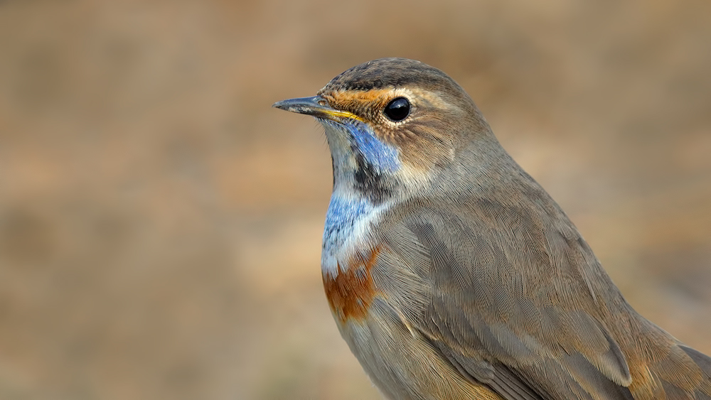 Bluethroat