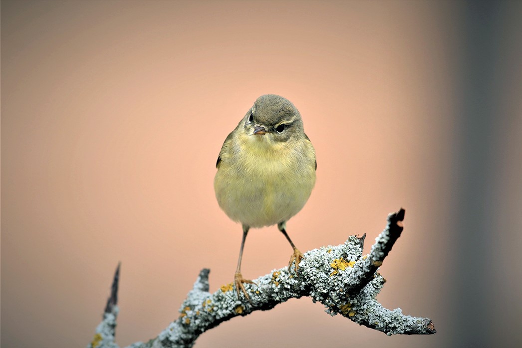Willow Warbler