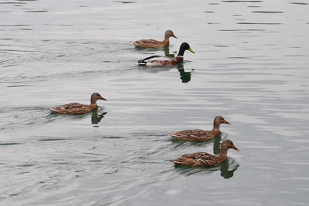Mallard
