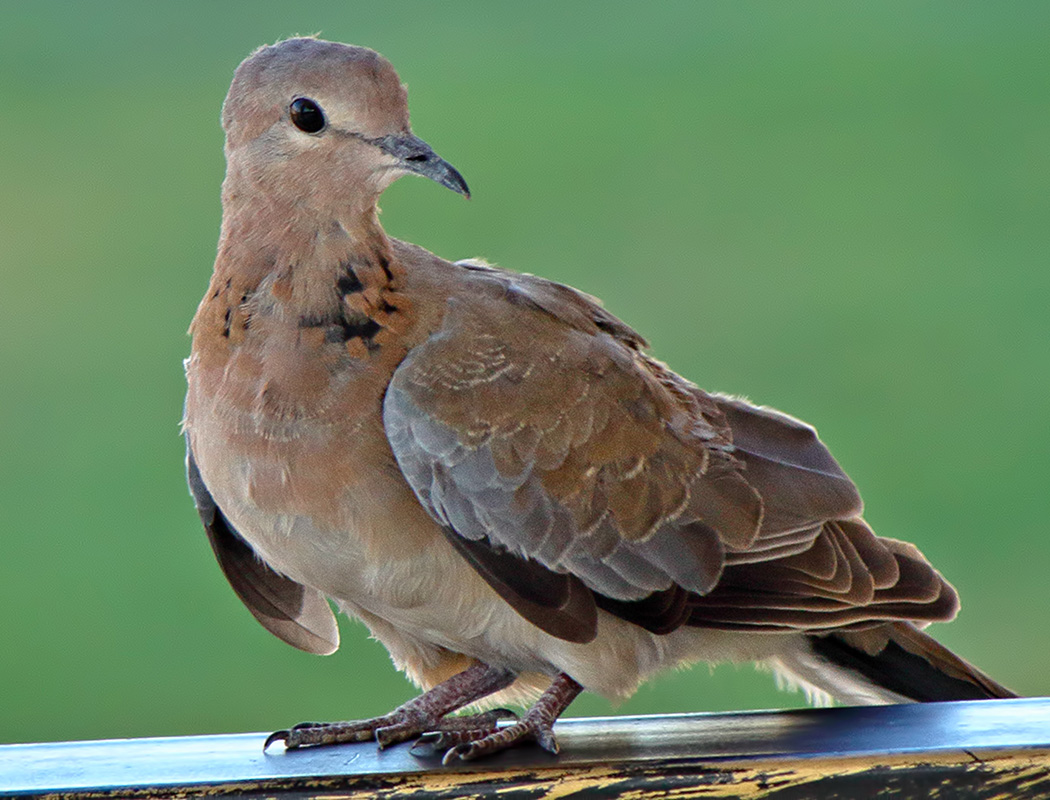 Laughing Dove