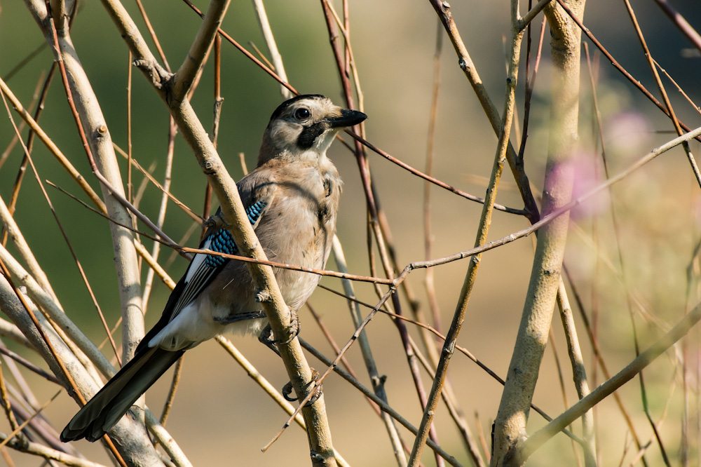 Eurasian Jay
