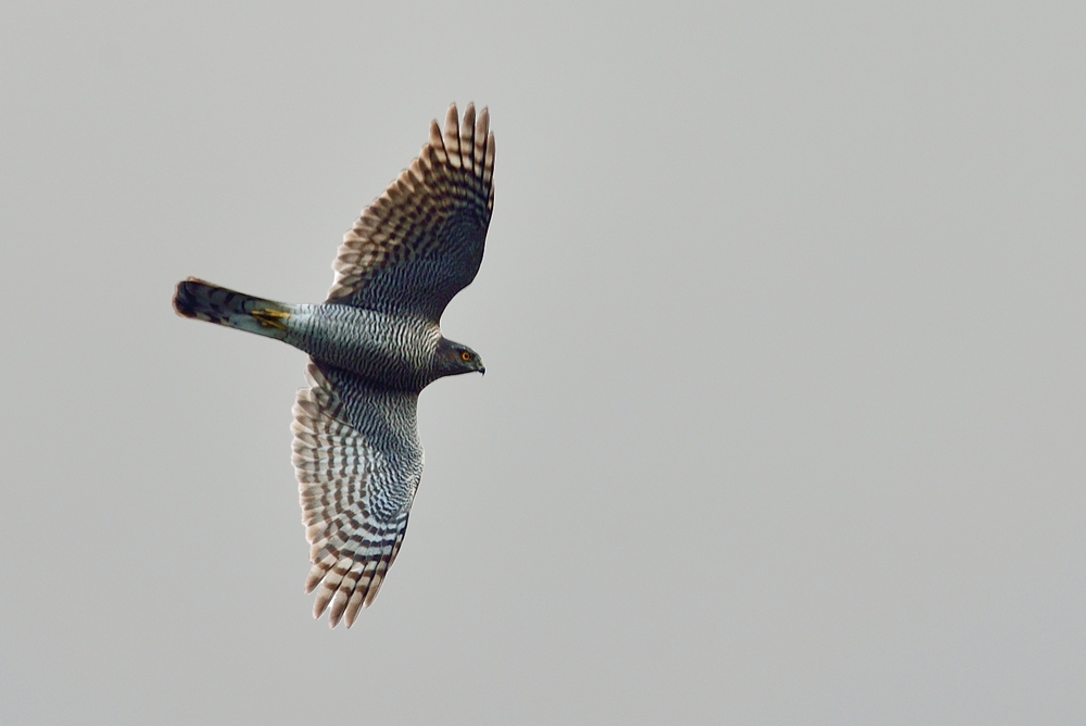 Eurasian Sparrowhawk