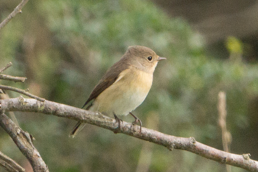 Red-breasted Flycatcher