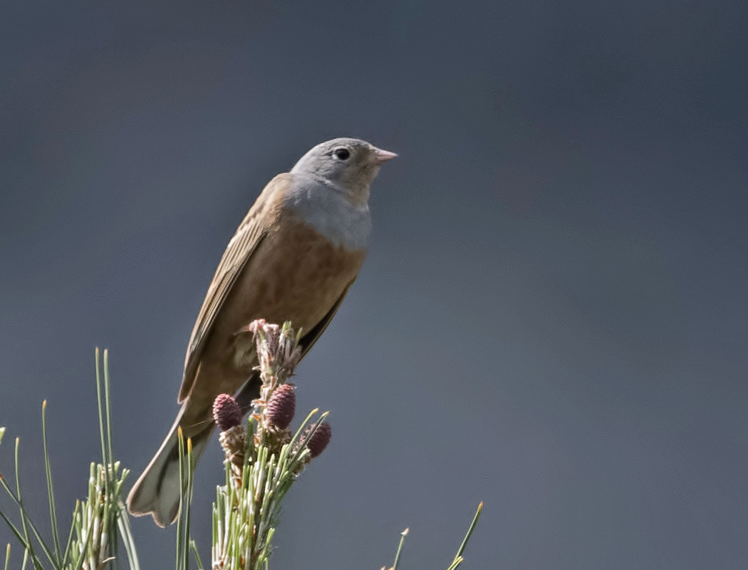Cretzschmar`s Bunting