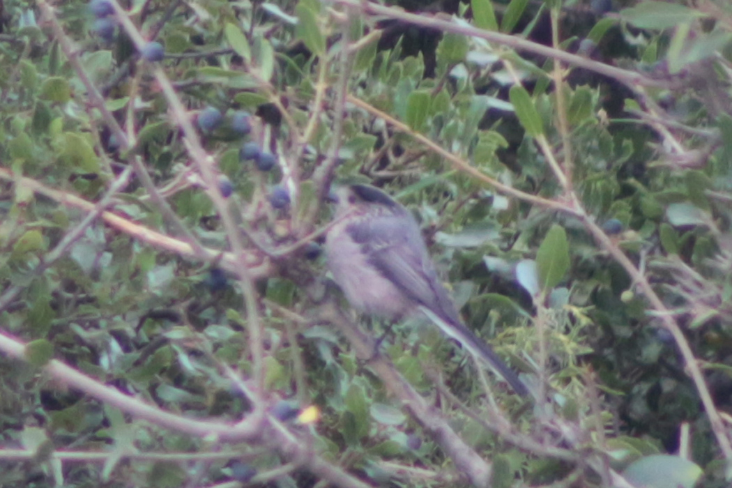 Long-tailed Tit