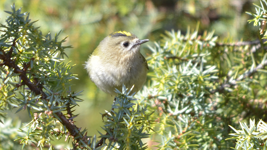 Goldcrest