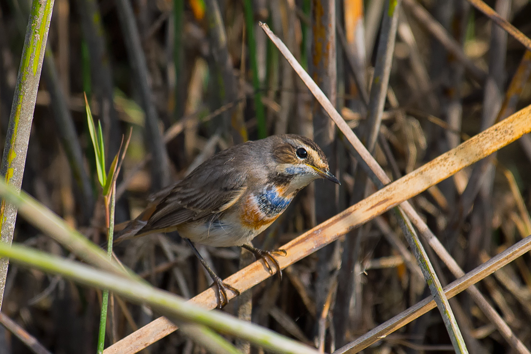 Bluethroat