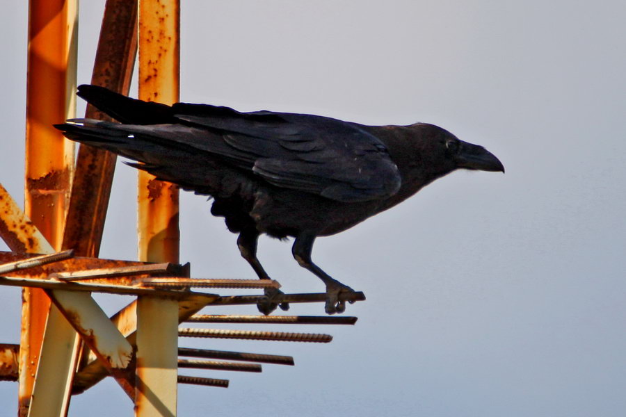 Northern Raven