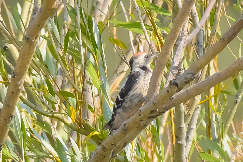 Middle Spotted Woodpecker