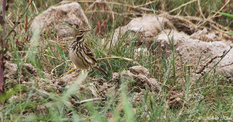 Red-throated Pipit