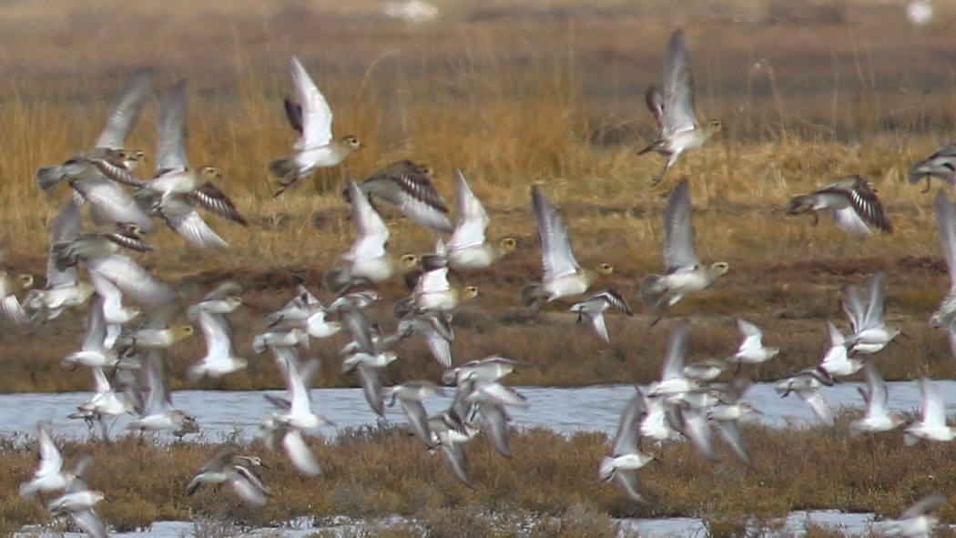 European Golden Plover