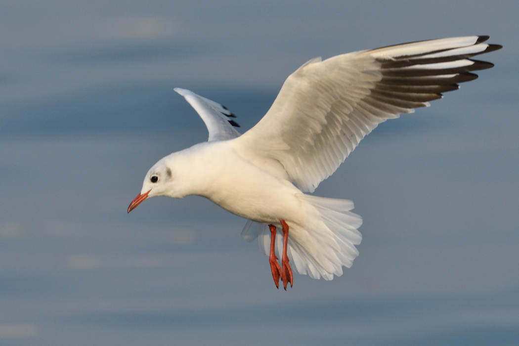 Black-headed Gull