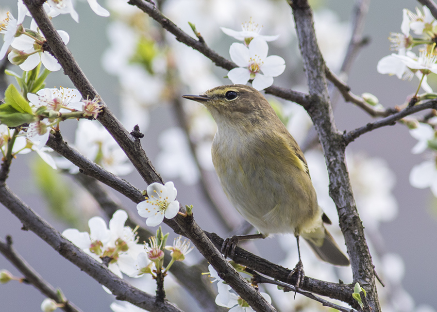Common Chiffchaff