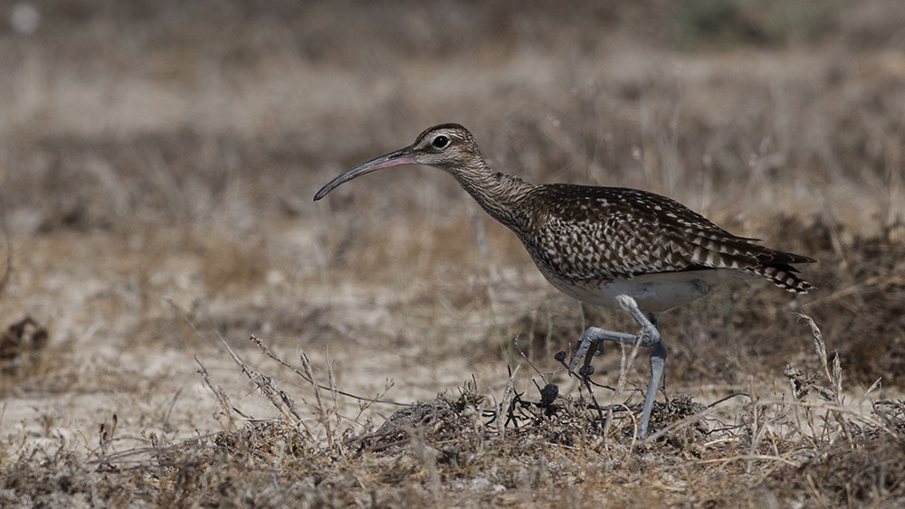 Eurasian Whimbrel