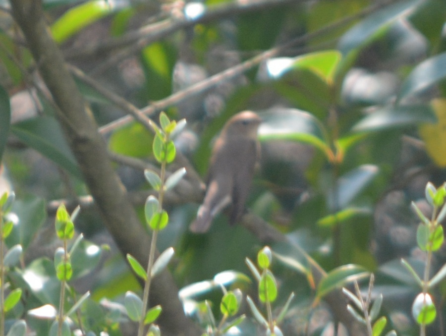 Red-breasted Flycatcher