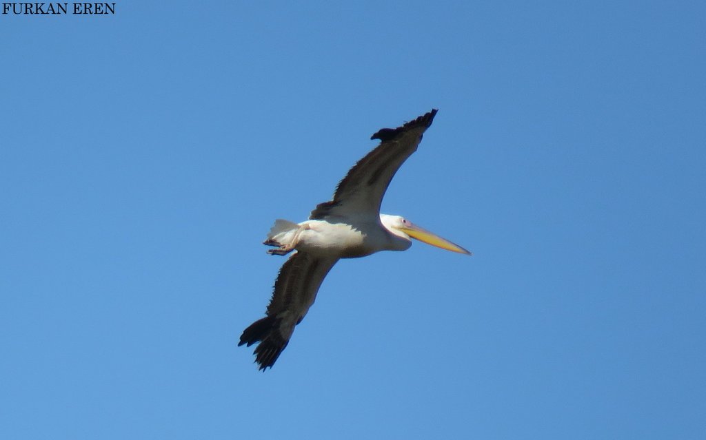 Ak Pelikan