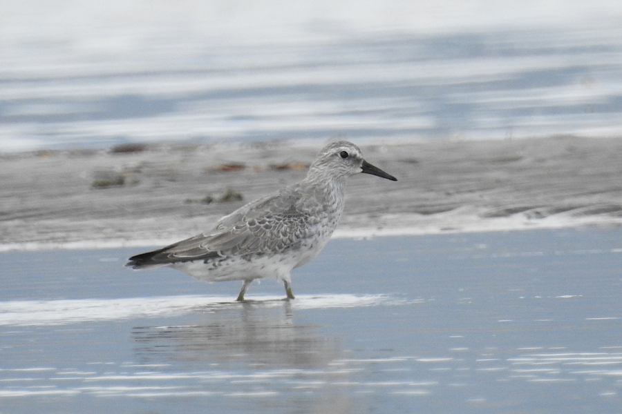 Red Knot