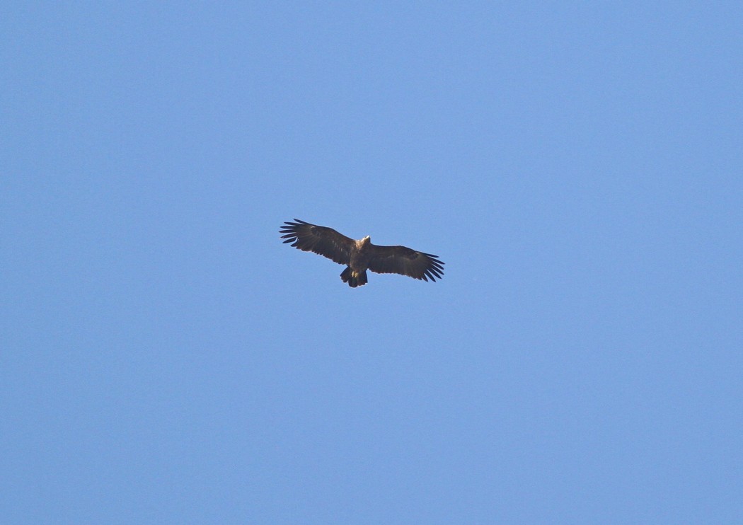 Greater Spotted Eagle