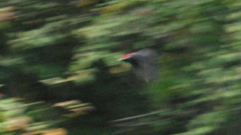 Black Woodpecker