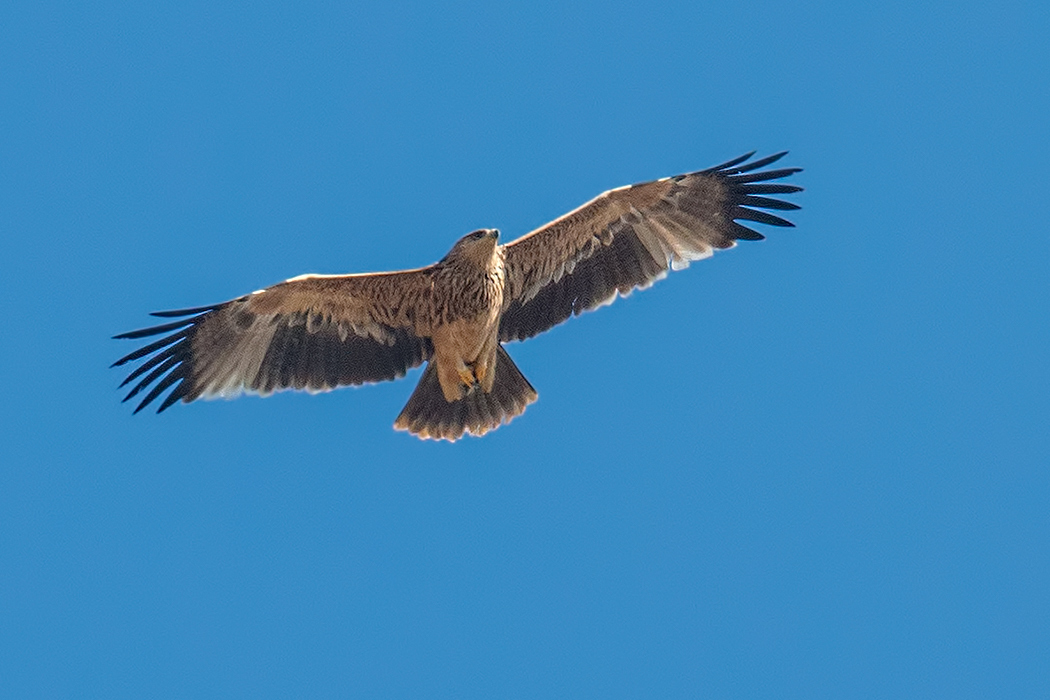 Eastern Imperial Eagle