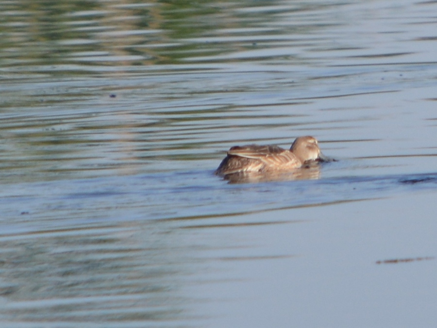 Garganey