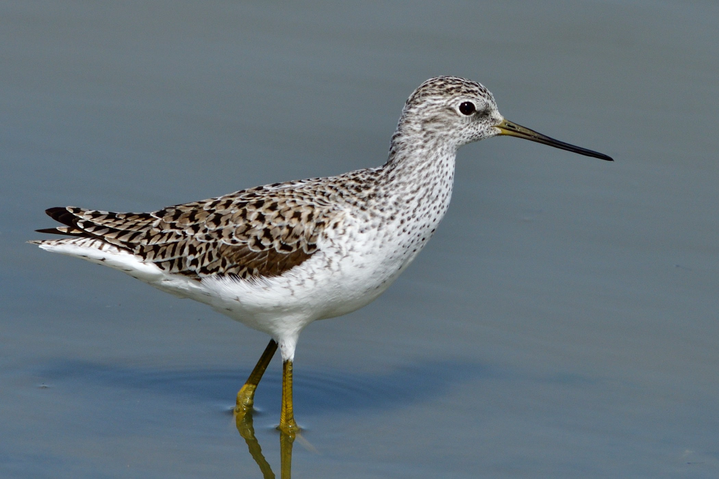 Marsh Sandpiper