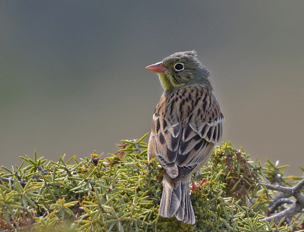 Ortolan Bunting