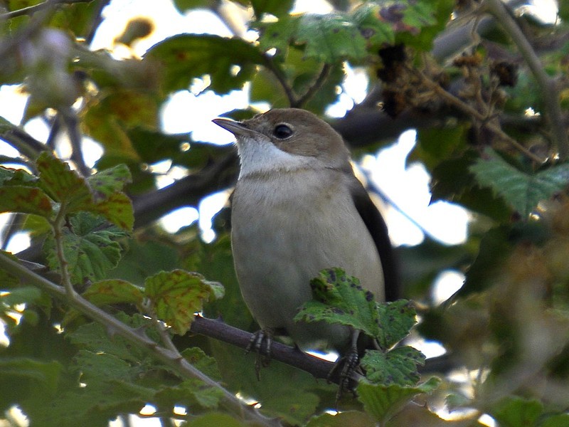 Garden Warbler