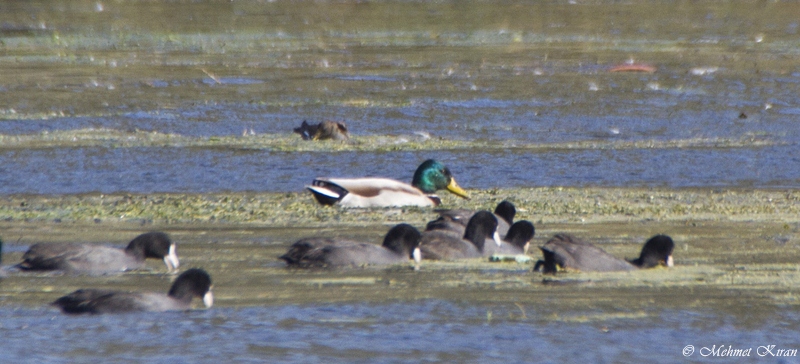Mallard