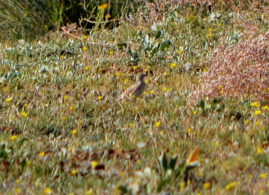 Greater Short-toed Lark