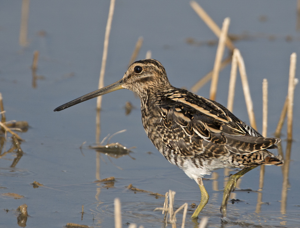 Common Snipe